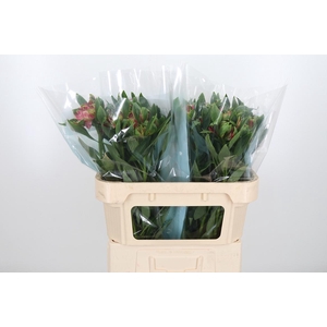 Alstroemeria Fashionista Sofiena 70