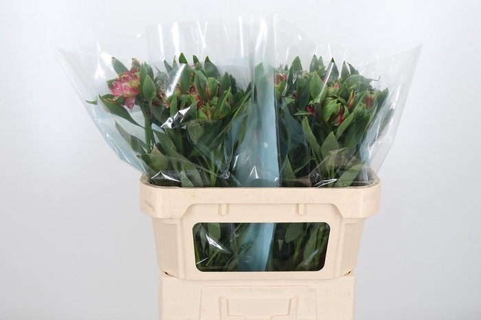 <h4>Alstroemeria Fashionista Sofiena 70</h4>