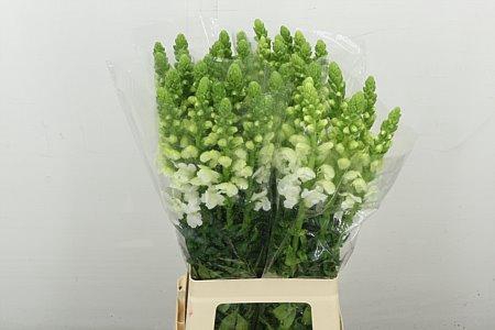 <h4>Antir Poto White</h4>