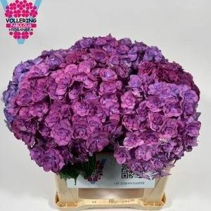 HYDR M ROY ANASTA BL