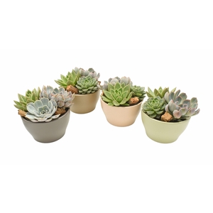 Echeveria trio with cork in Ivana ceramics