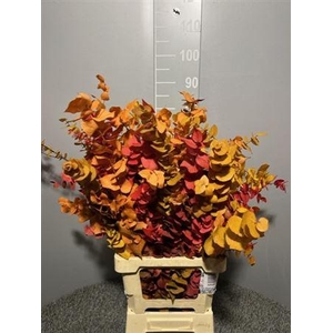 Dr Stuart Stab Herfst