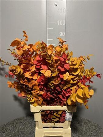 <h4>Dr Stuart Stab Herfst</h4>