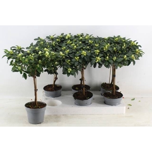 Azalia gem 13Ø 45cm 30Ø