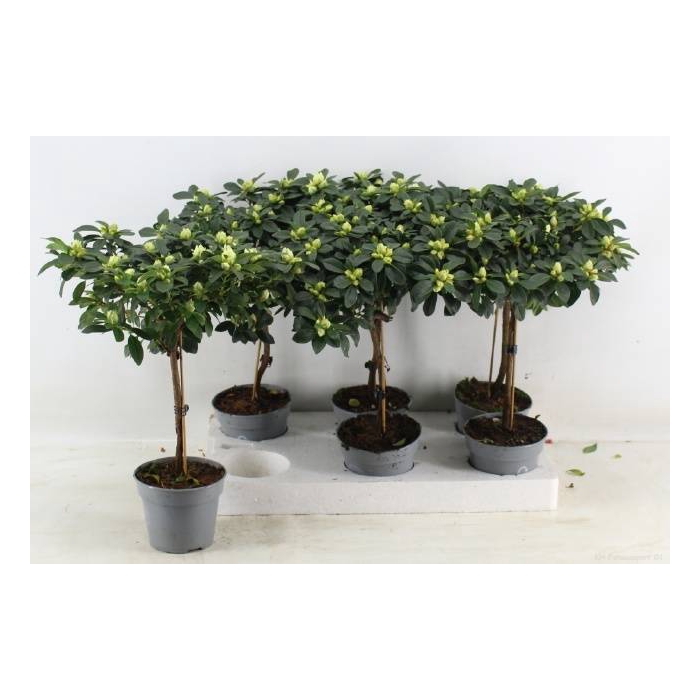 <h4>Azalia gem 13Ø 45cm 30Ø</h4>