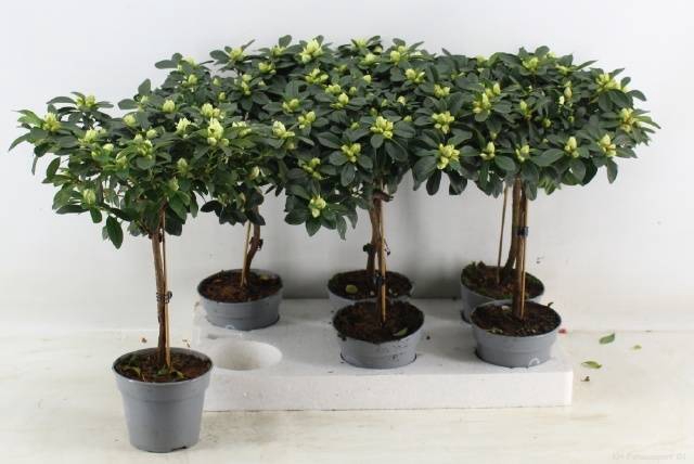 Azalia gem 13Ø 45cm 30Ø