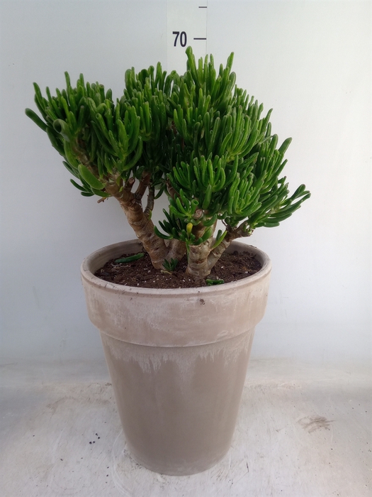 <h4>Crassula ovata 'Gollum'</h4>