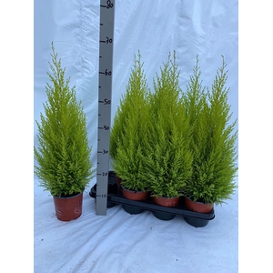 Cupressus macr. Goldcrest Wilma