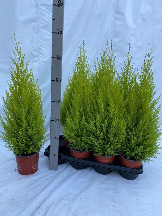 <h4>Cupressus macr. Goldcrest Wilma</h4>