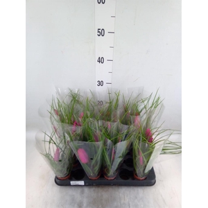 Tillandsia cyanea 'Vincent'