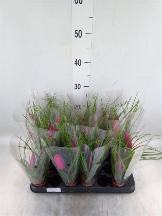 <h4>Tillandsia cyanea 'Vincent'</h4>