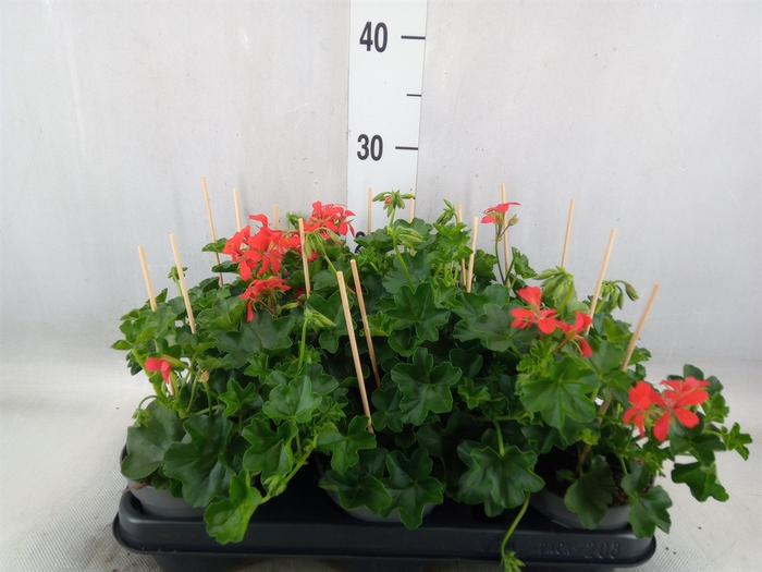 <h4>Pelargonium pelt. 'Balkon Rood'</h4>