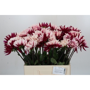 Dahlia Rebecca's World