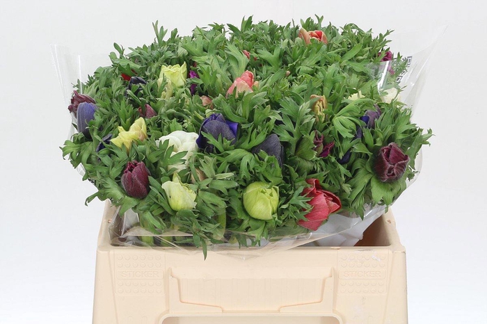 <h4>ANEM GEM BS</h4>