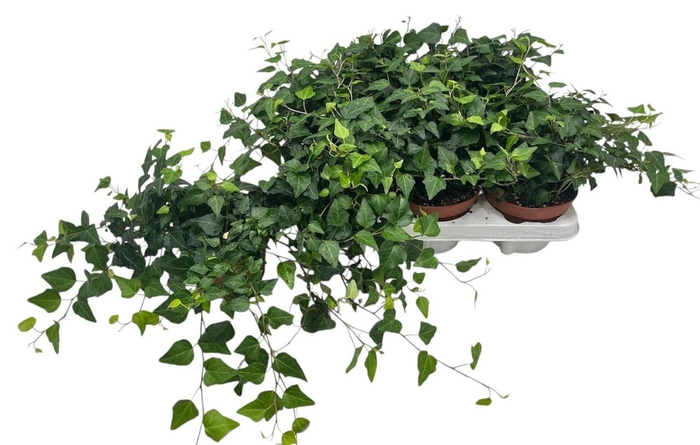 <h4>HED HE LADY KAY</h4>