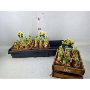 Arr.  Narcissus Tete Tete L%