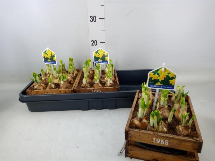 <h4>Arr. Narcissus Tete Tete L%</h4>