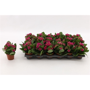 Kalanchoe Double Purple, without sleeve