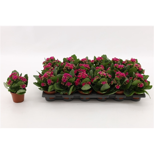 <h4>Kalanchoe Double Purple, without sleeve</h4>