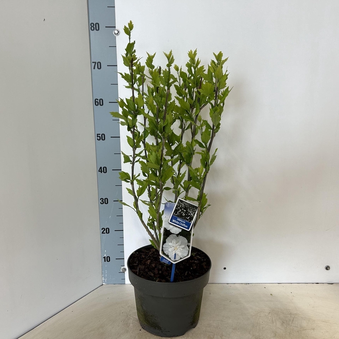 <h4>Hibiscus syriacus White Chiffon</h4>