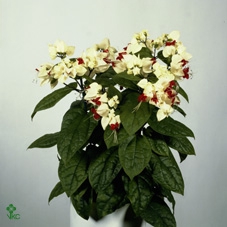 Clerodendrum thomsoniae