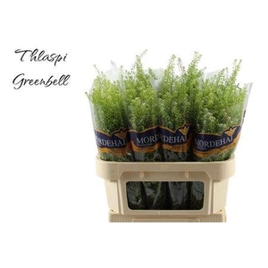 LEP RU GREEN BELL