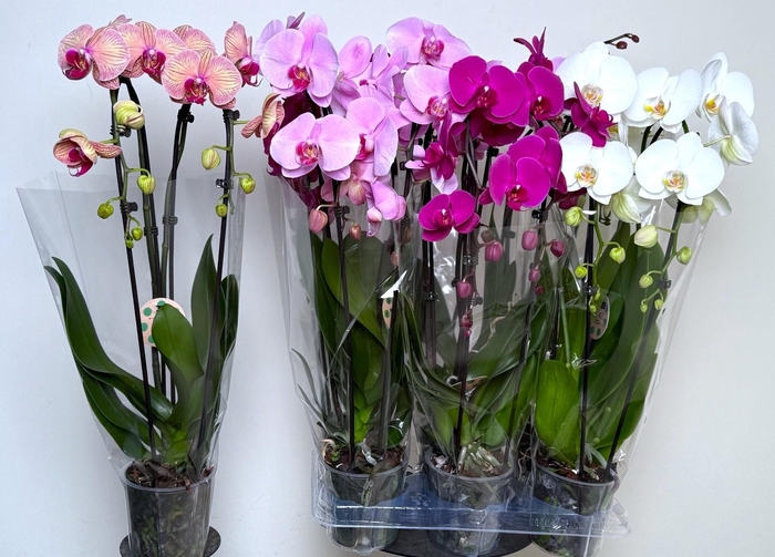 <h4>PHAL EL CASCADE</h4>