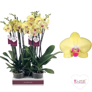 Phal Miraflore 2 Tak