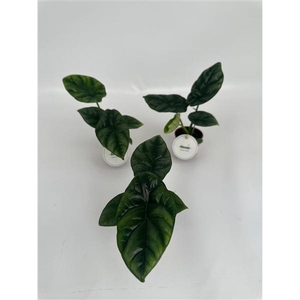 Alocasia overig