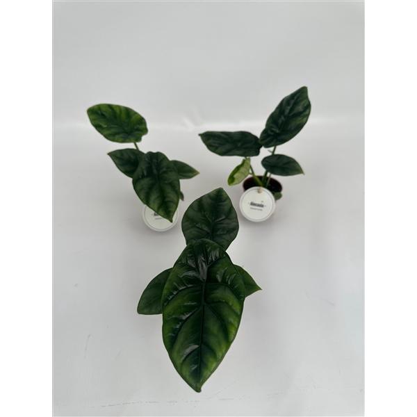 Alocasia overig