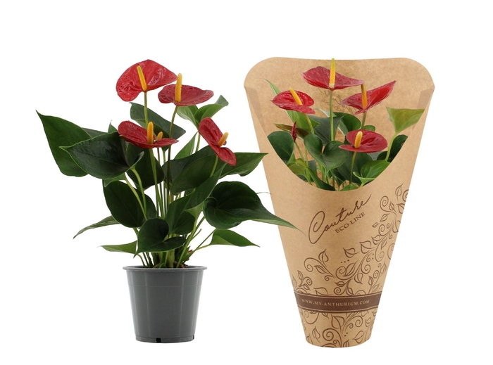 Anthurium Success Red in Couture Eco Line sleeve