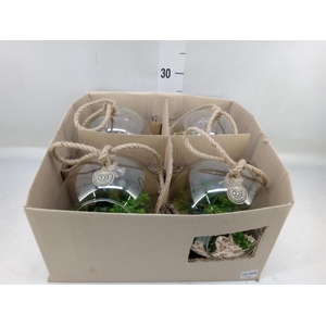 Arr.   Kamerplant Groen L%