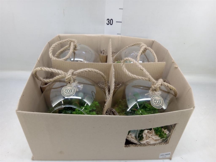 <h4>Arr.   Kamerplant Groen L%</h4>