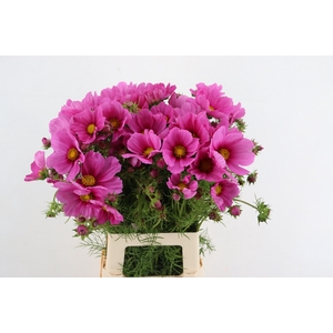 COSMOS BIPINNATUS PINK