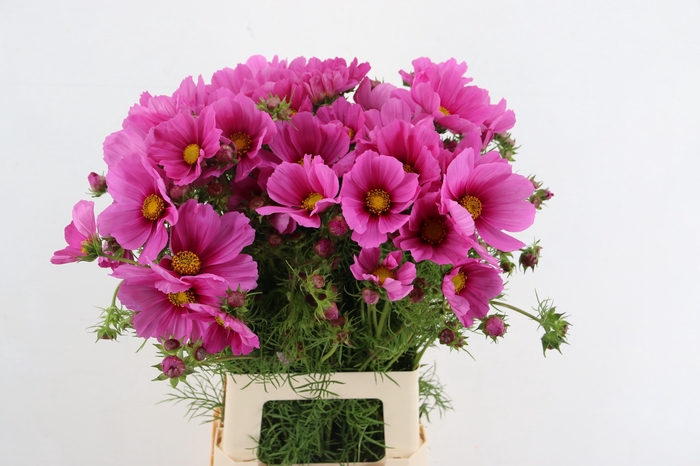 <h4>COSMOS BIPINNATUS PINK</h4>