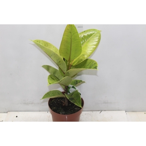 FICUS ELASTICA SHIVEREANA MOONSHINE P17