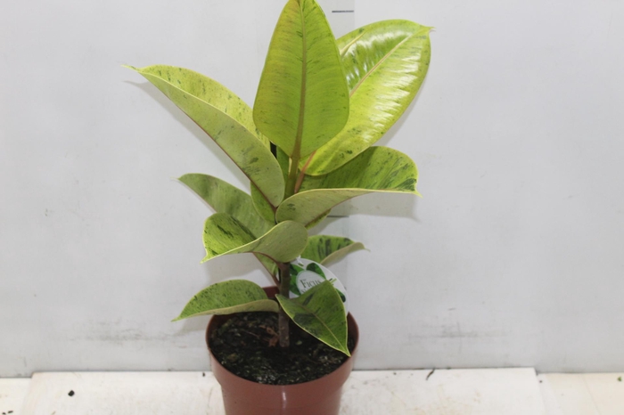 <h4>FICUS ELASTICA SHIVEREANA MOONSHINE P17</h4>