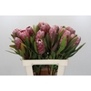 Protea Pink Ice