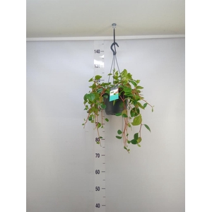 Peperomia  'Smaragd'