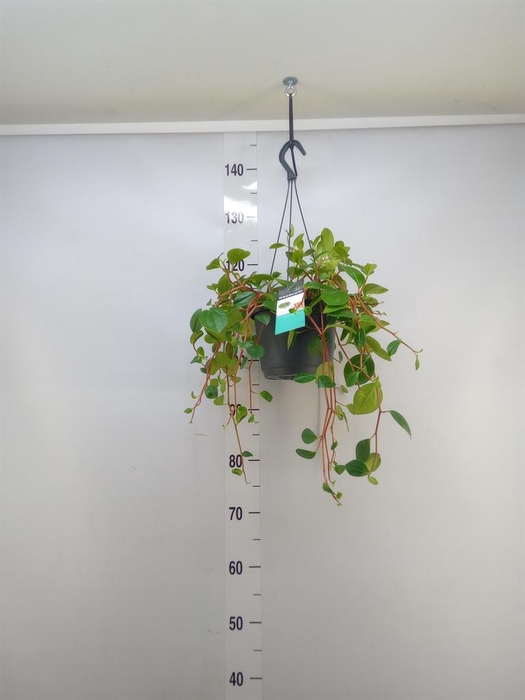<h4>Peperomia  'Smaragd'</h4>