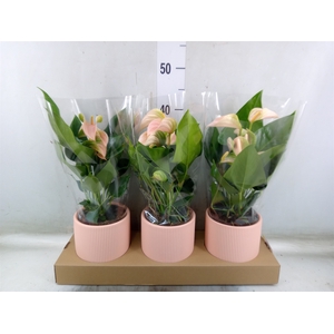 Anthurium andr. 'Joli Peach'