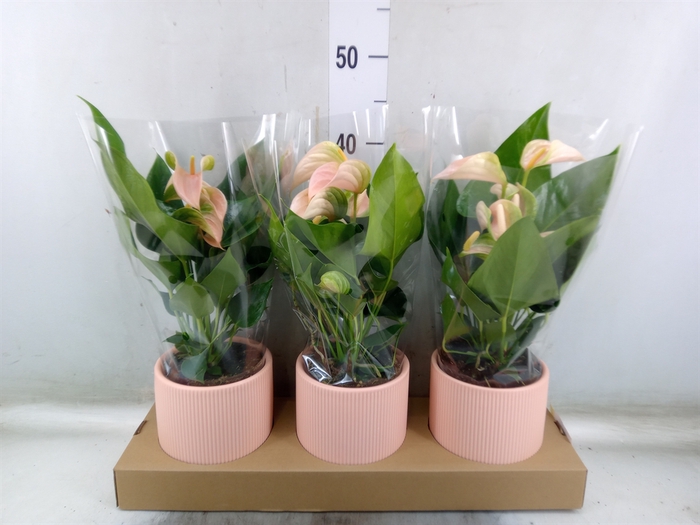 <h4>Anthurium andr. 'Joli Peach'</h4>