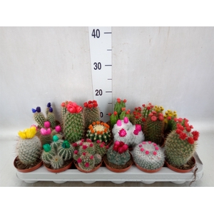 Cactus   ...decorated