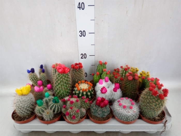 <h4>Cactus   ...decorated</h4>