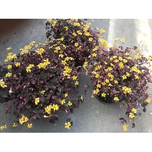 OXALIS VULCANICOLA