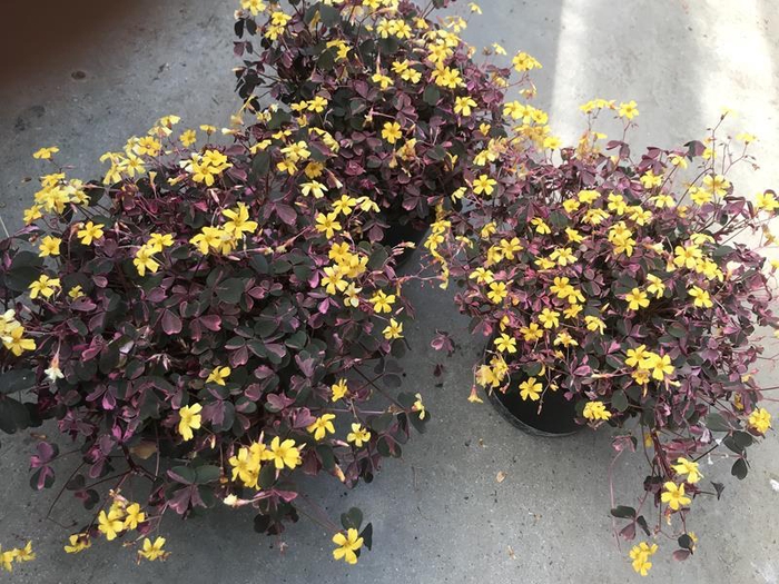 <h4>OXALIS VULCANICOLA</h4>