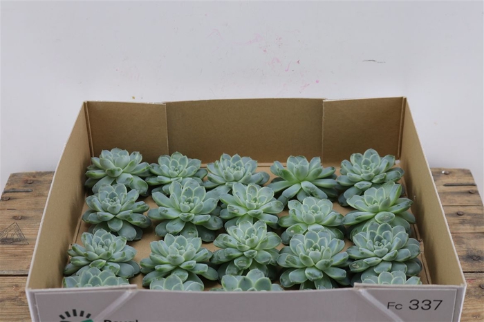 <h4>Echeveria Albicans Klein X20</h4>