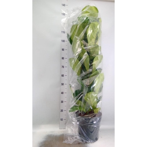 Ficus lyrata