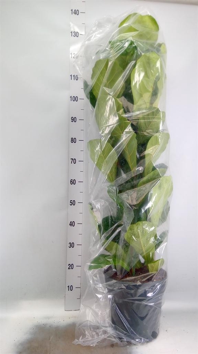 <h4>Ficus lyrata</h4>