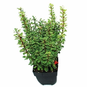 Berberis thunbergii 'Powwow' P17